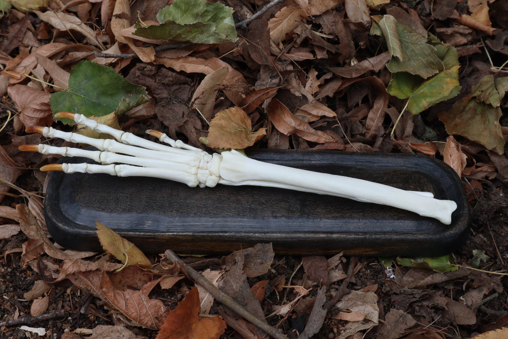 Coyote Forearm Articulation with base