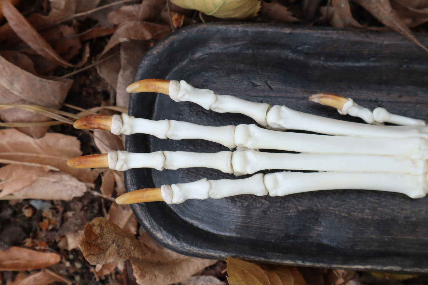 Coyote Forearm Articulation with base