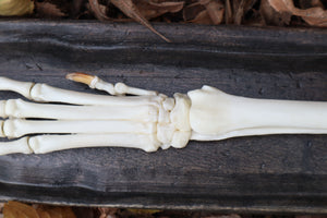 Coyote Forearm Articulation with base