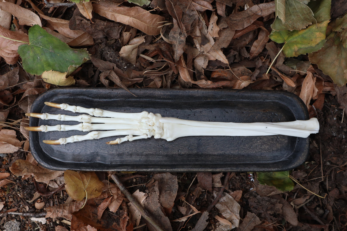 Coyote Forearm Articulation with base