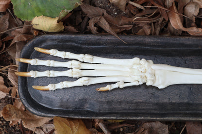Coyote Forearm Articulation with base