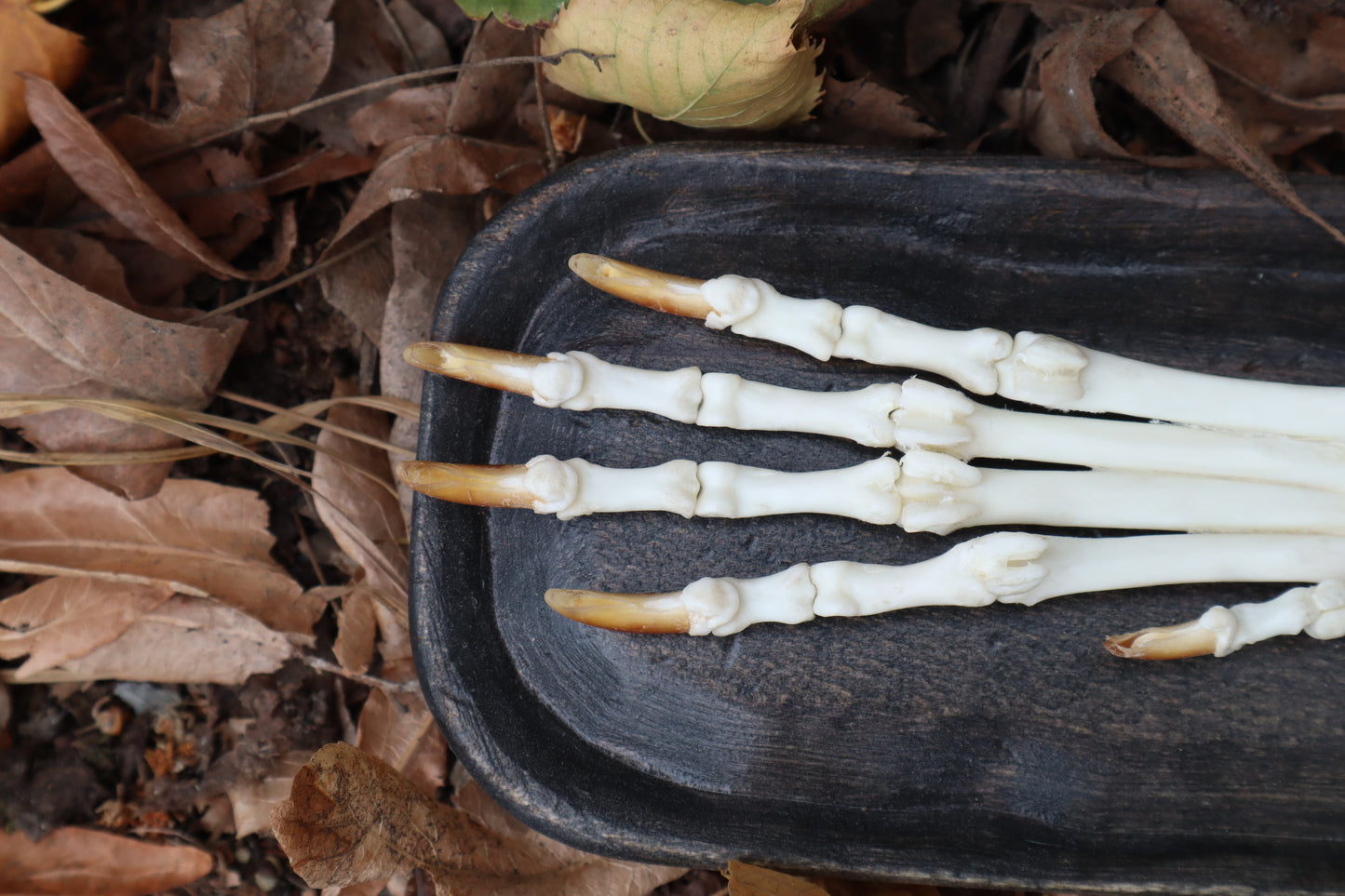 Coyote Forearm Articulation with base