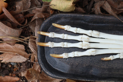 Coyote Forearm Articulation with base