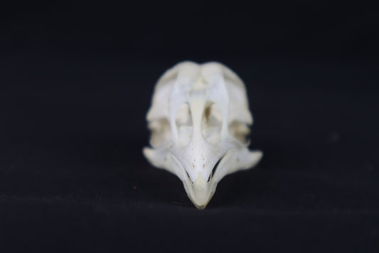 Craft Chicken Skull