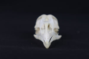 Craft Chicken Skull