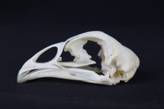 Craft Chicken Skull