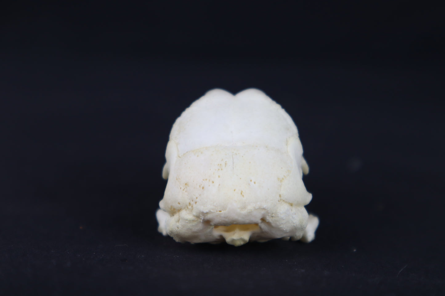 Craft Chicken Skull