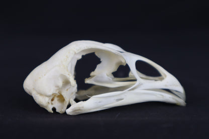Craft Chicken Skull