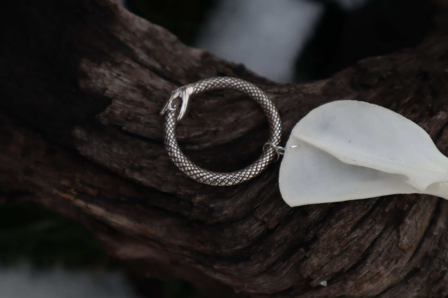 Domestic Kitten Arm Fluid Articulation with Ouroboros Ring
