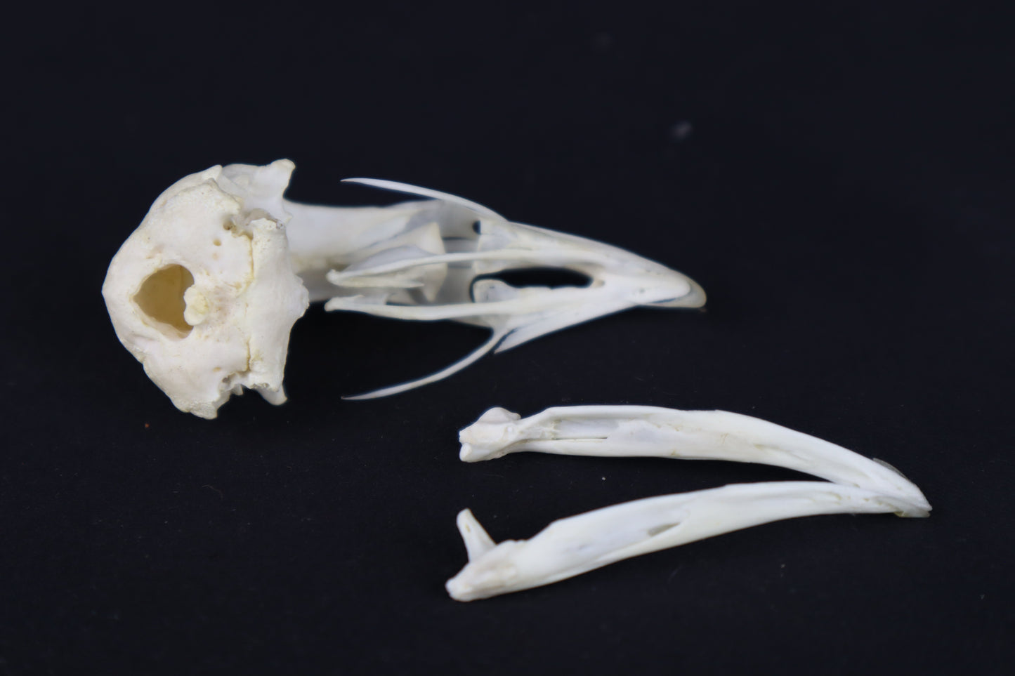 Craft Chicken Skull
