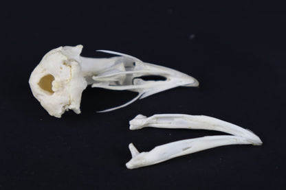 Craft Chicken Skull