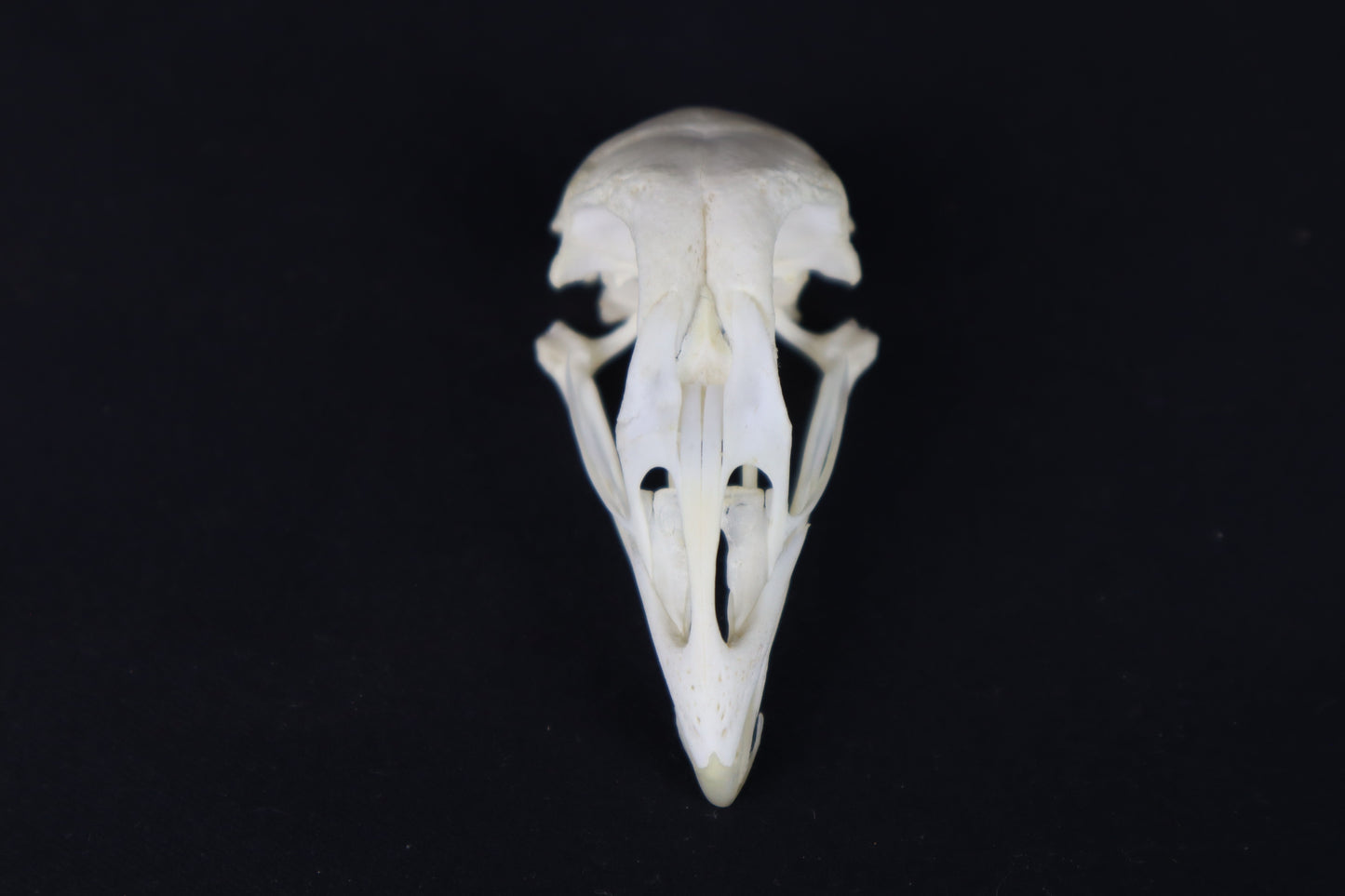 Craft Chicken Skull