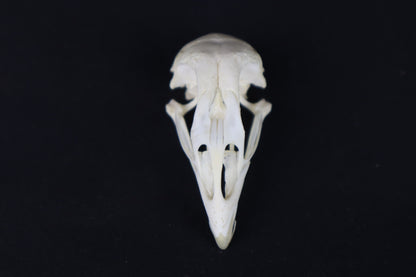 Craft Chicken Skull
