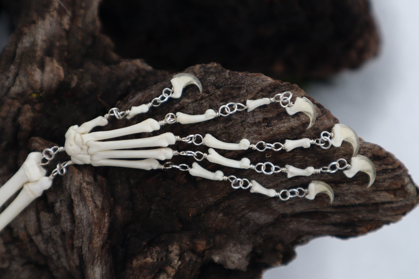 Domestic Kitten Arm Fluid Articulation with Ouroboros Ring