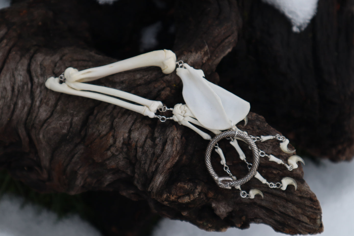 Domestic Kitten Arm Fluid Articulation with Ouroboros Ring