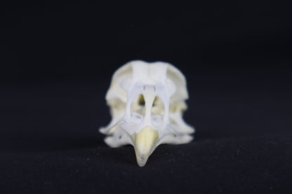 Chicken Skull