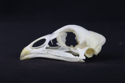 Chicken Skull