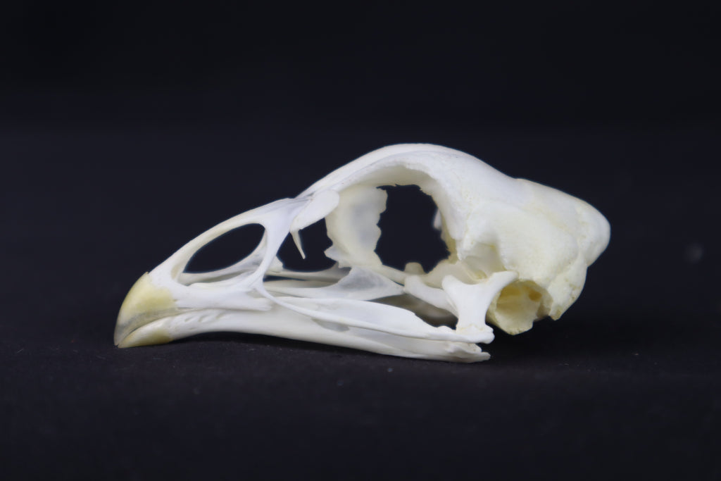 Chicken Skull