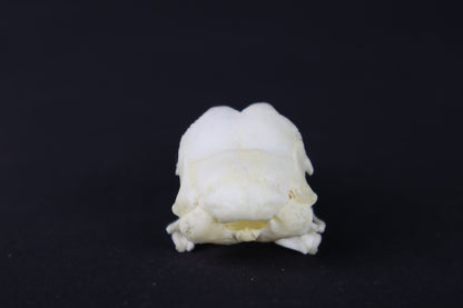 Chicken Skull