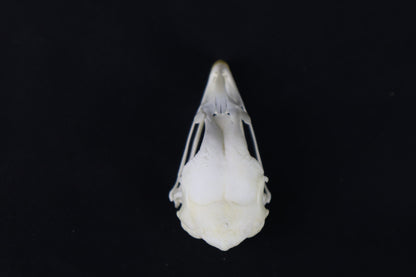 Chicken Skull