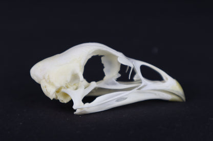 Chicken Skull