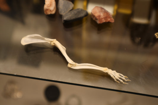 Rat Arm Articulation
