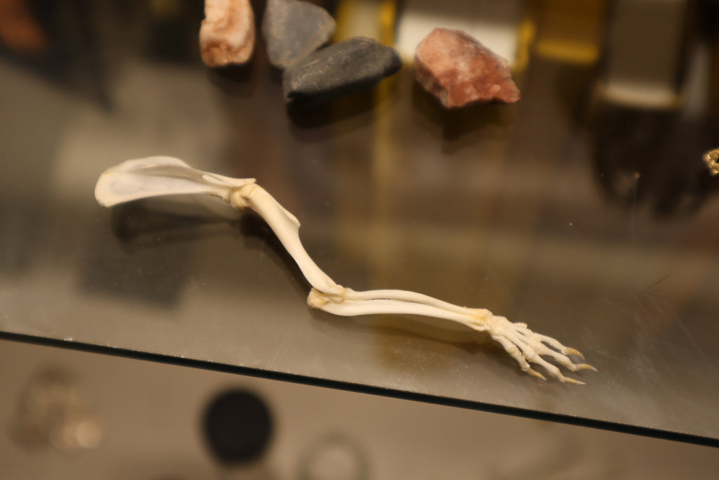 Rat Arm Articulation