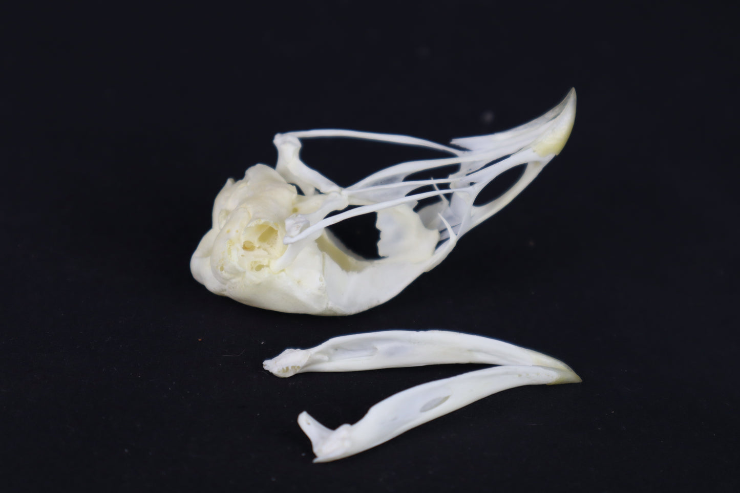Chicken Skull