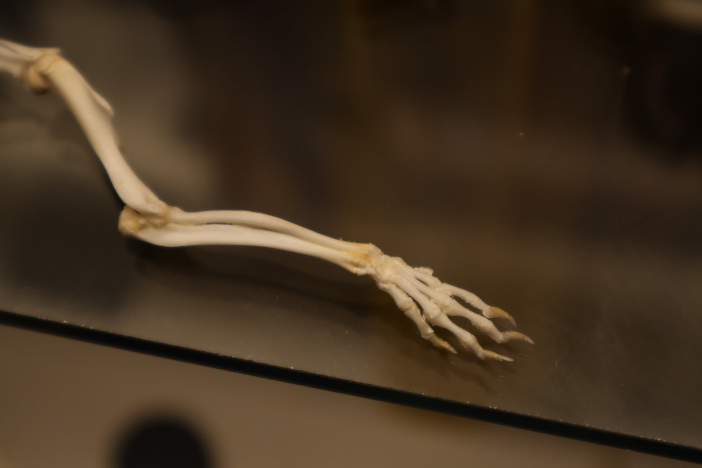 Rat Arm Articulation