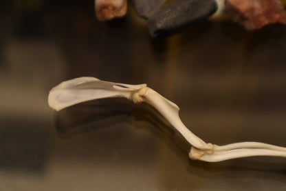 Rat Arm Articulation