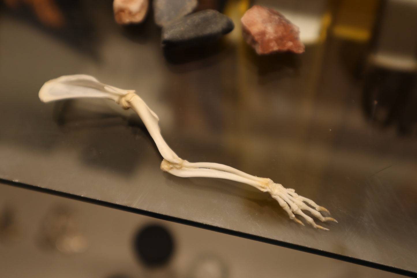 Rat Arm Articulation