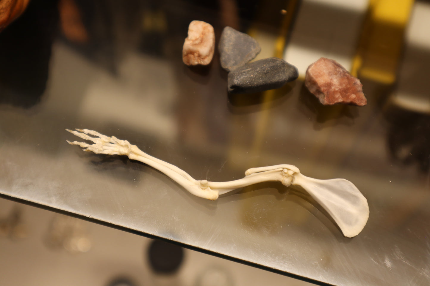 Rat Arm Articulation