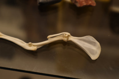 Rat Arm Articulation