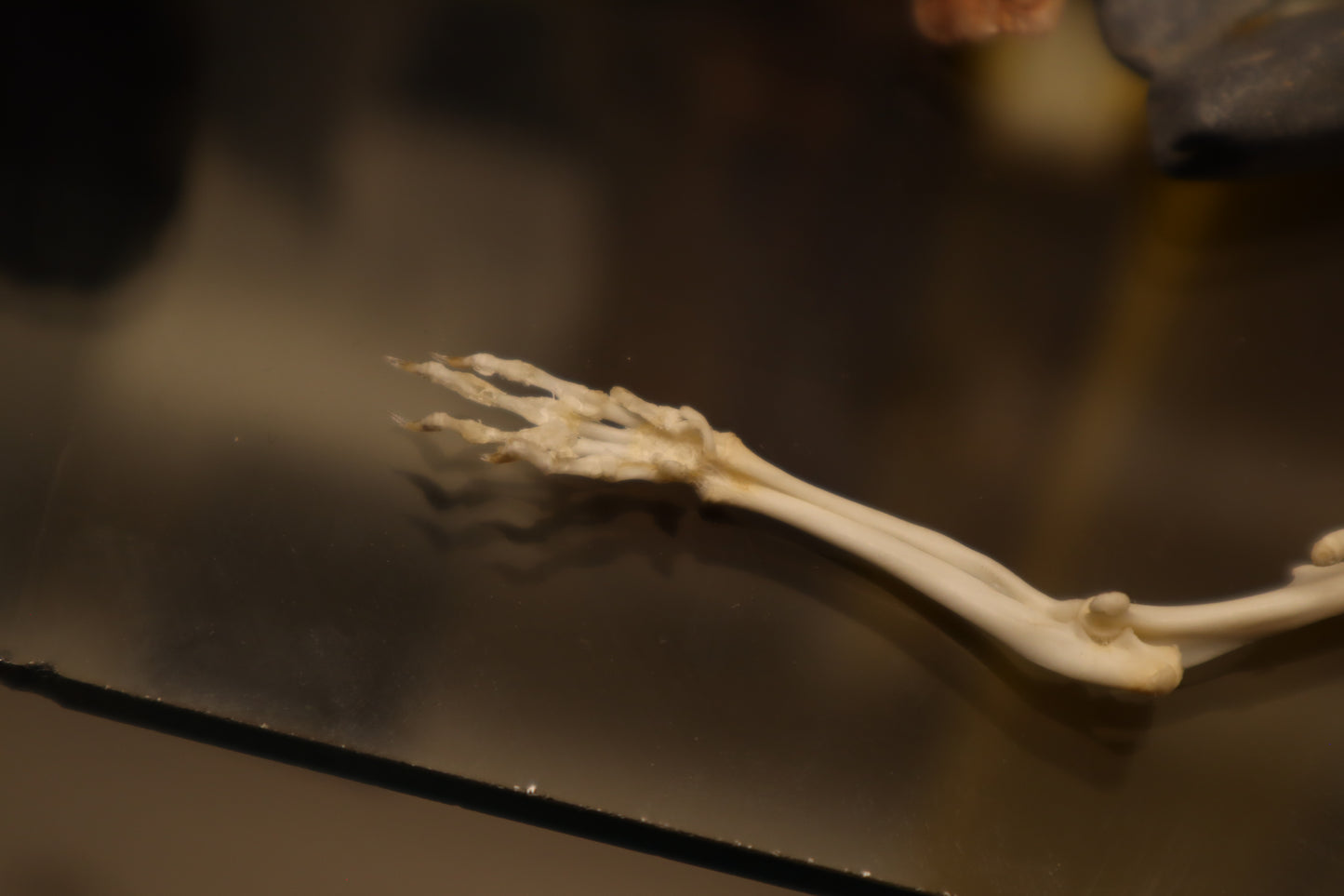 Rat Arm Articulation