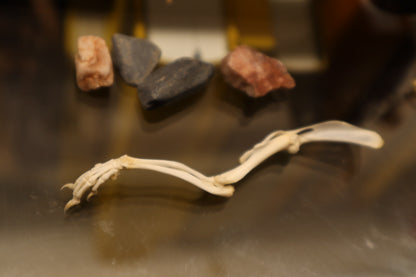Rat Arm Articulation