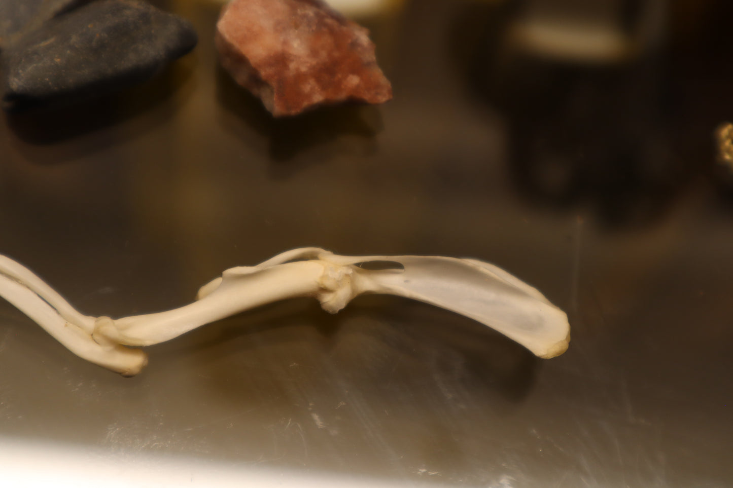 Rat Arm Articulation