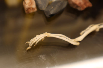 Rat Arm Articulation