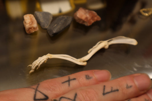 Rat Arm Articulation