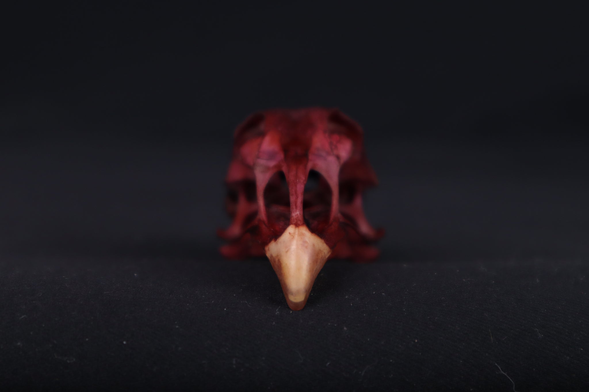 Naturally Stained Chicken Skull