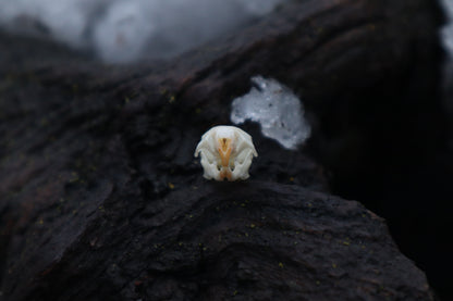 Mouse Skull