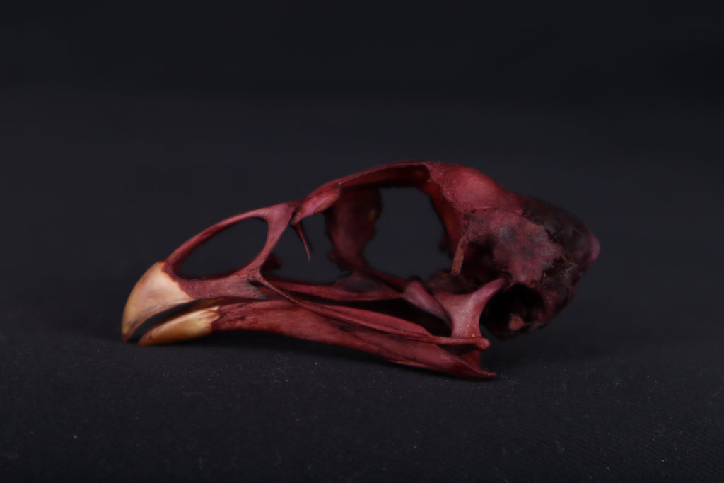 Naturally Stained Chicken Skull