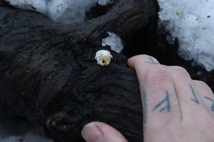 Mouse Skull