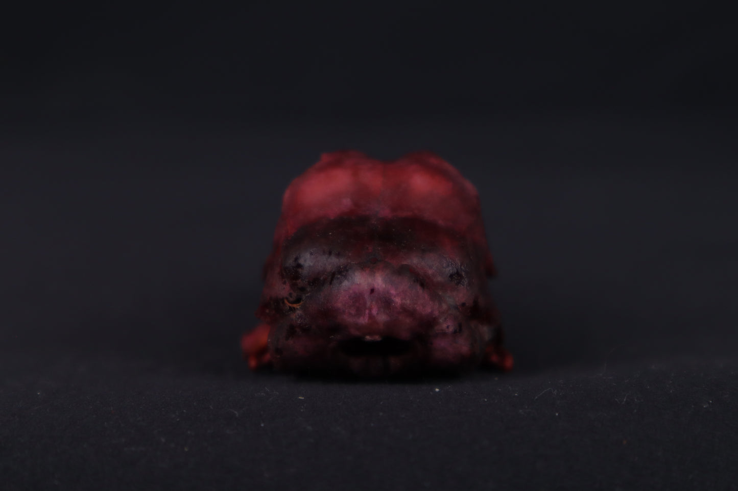 Naturally Stained Chicken Skull