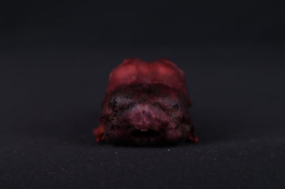 Naturally Stained Chicken Skull