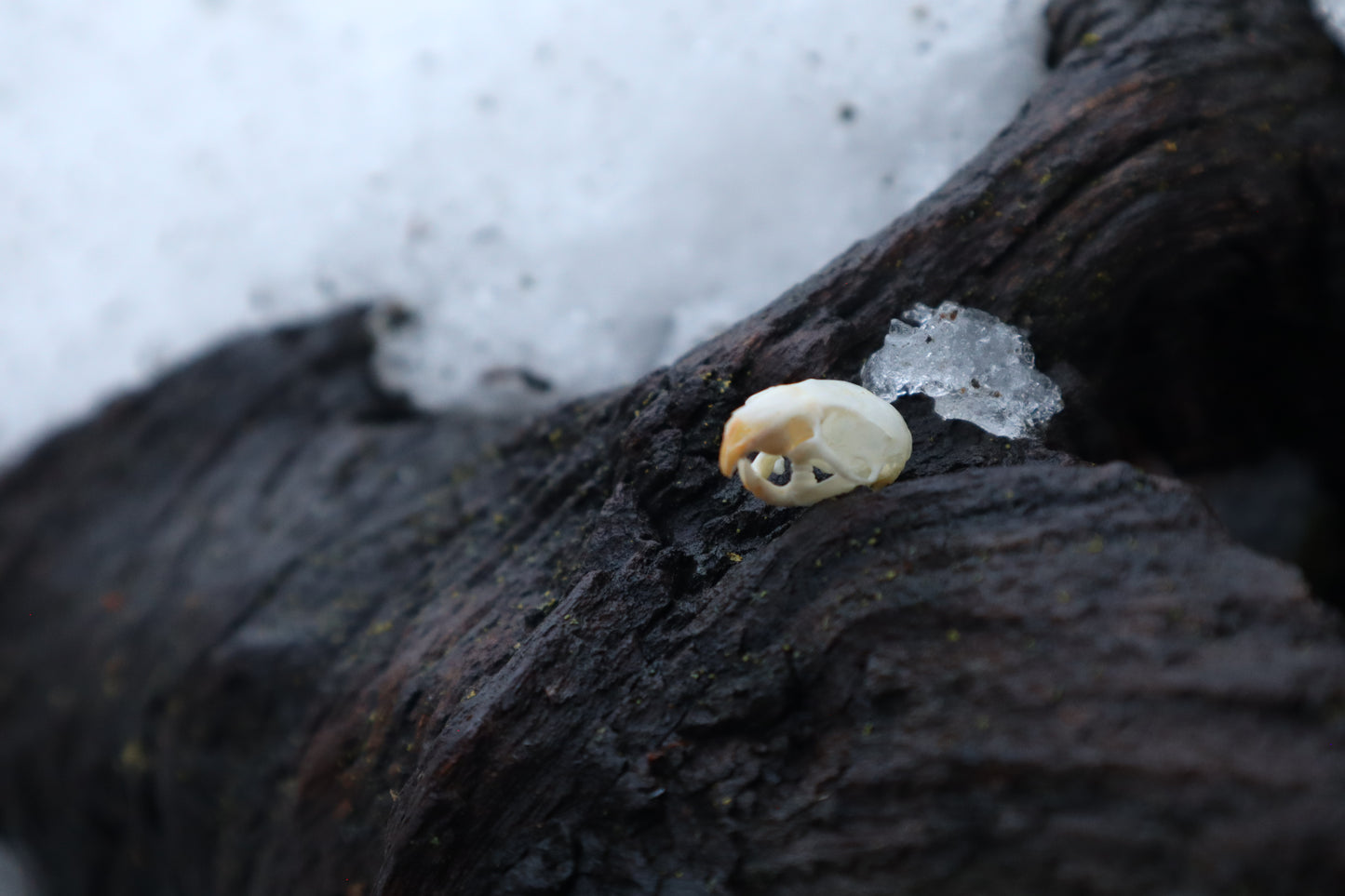 Mouse Skull