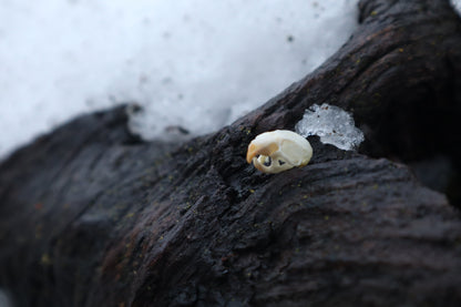 Mouse Skull