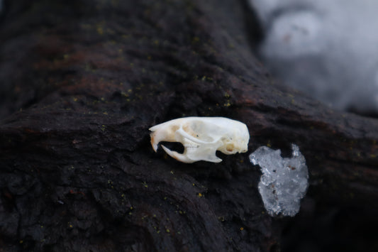 Mouse Skull
