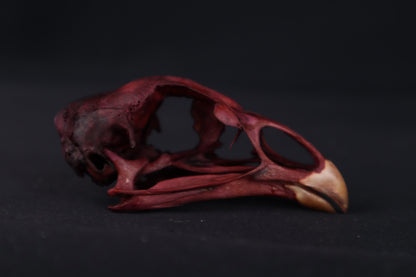 Naturally Stained Chicken Skull