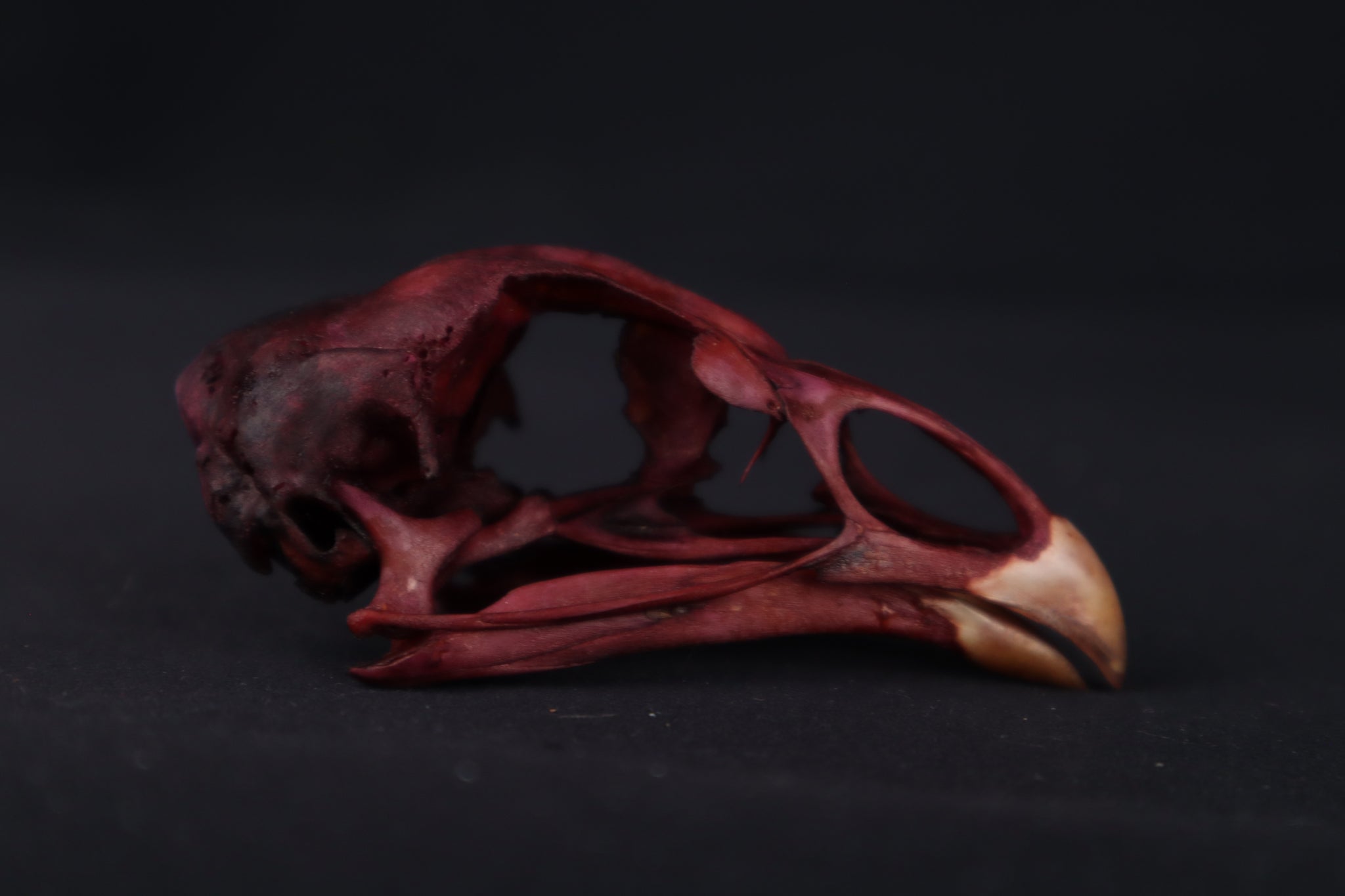 Naturally Stained Chicken Skull