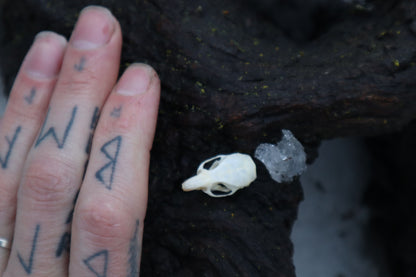 Mouse Skull